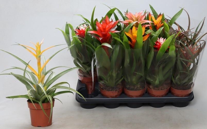 <h4>BROMELIA GEM</h4>