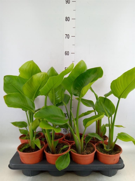 <h4>Strelitzia nicolai</h4>