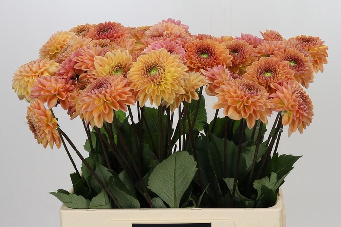 Dahlia Dalmuti Cavalier