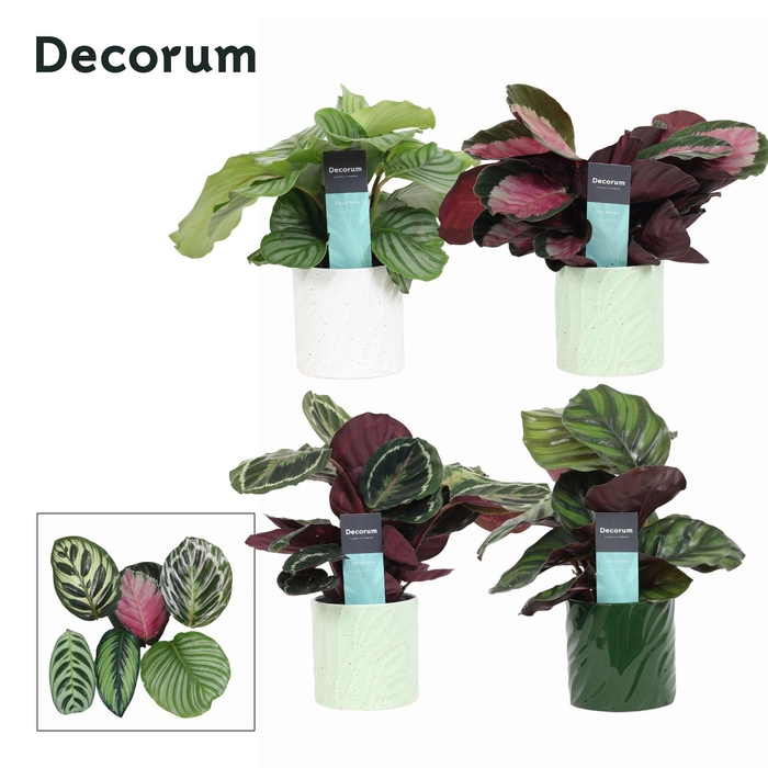 <h4>Calathea Mix in Ompot Yara (Decorum)</h4>