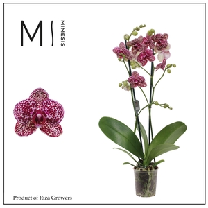Phalaenopsis Wildcat 2 spike - 12cm | Mimesis
