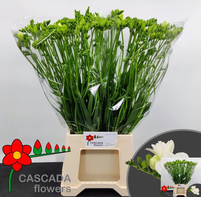 <h4>FR DU ESSENCE</h4>