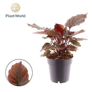 Homalomena Flaming Red