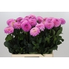 Dahlia Wizard of Oz