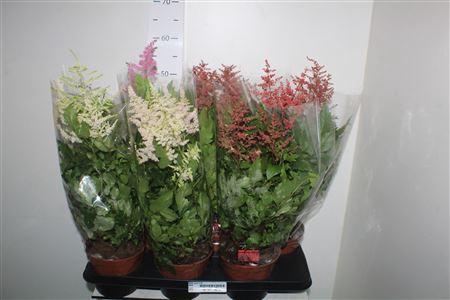 <h4>Astilb Gem 3 Kl</h4>