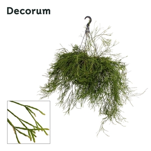 Rhipsalis ewaldiana XXL