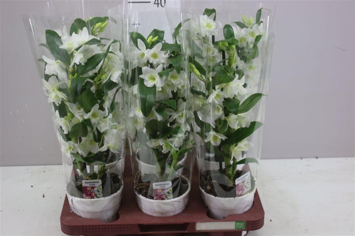 <h4>Dendrobium Nobilee Wit 2 Tak</h4>