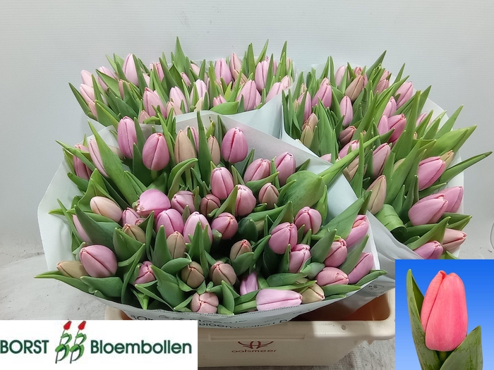 <h4>TU EN TRESOR</h4>