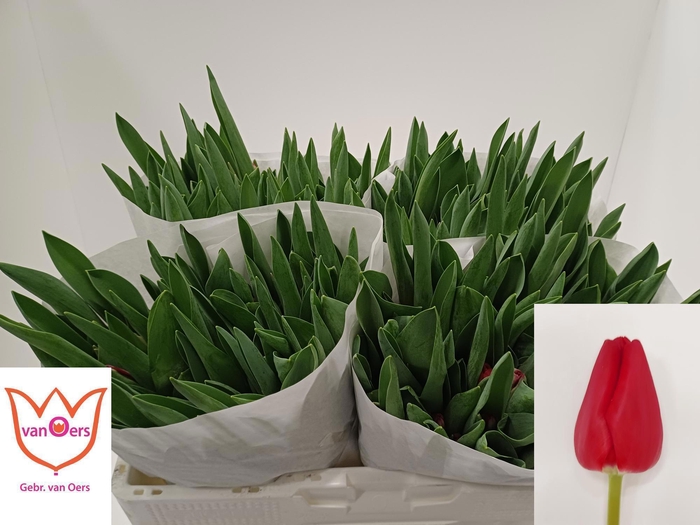 <h4>TU EN ILE DE FRANCE</h4>