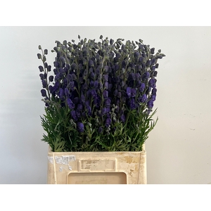 Aconitum Pyramidale