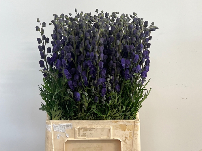 <h4>Aconitum Pyramidale</h4>