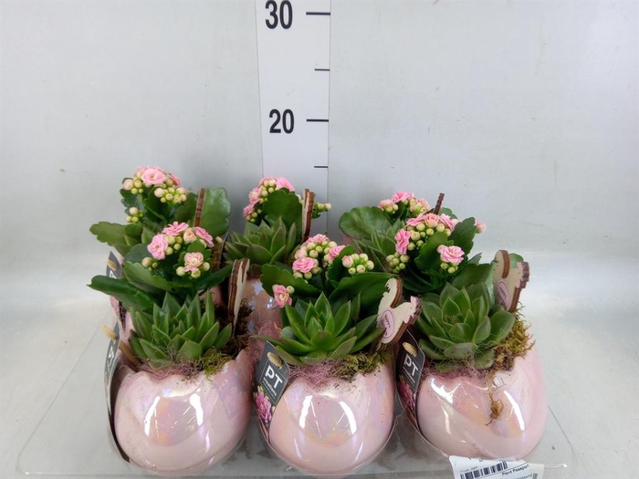 <h4>Arr. Pasen L%</h4>