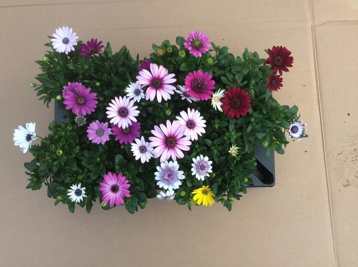 <h4>OSTEOSPERMUM ECKLONIS P11</h4>