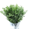RUSCUS SOFT SHORT 200GRAM