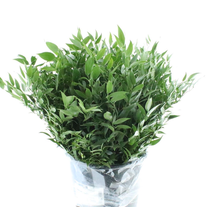 <h4>Ruscus Soft Short 200gram</h4>