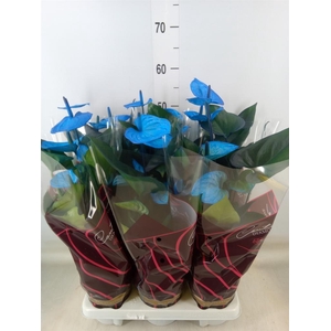 Anthurium andr. 'Cocos'