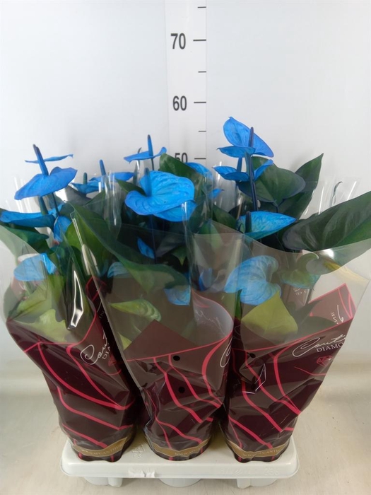 <h4>Anthurium andr. 'Cocos'</h4>