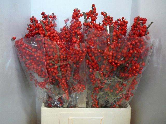 <h4>Ilex Ve Rode Bes</h4>