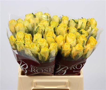 <h4>R Gr Good Times</h4>