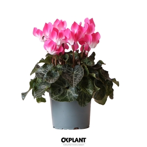 Cyclamen Indiaka magenta