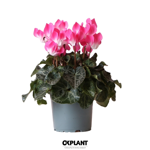 <h4>Cyclamen Indiaka magenta</h4>