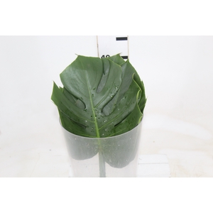 FOLHAGEM MONSTERA DELICIOSA 020 CM