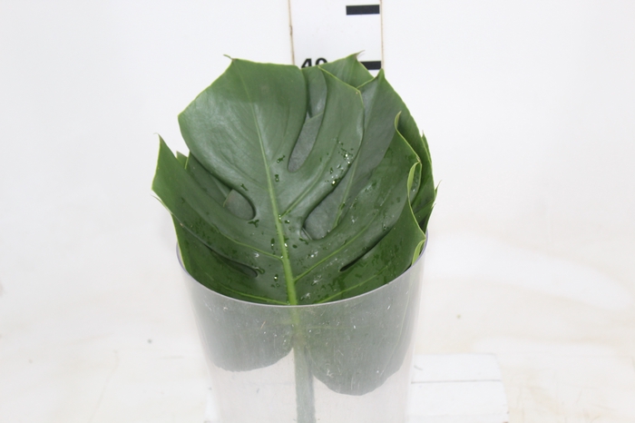 <h4>FOLHAGEM MONSTERA DELICIOSA 020 CM</h4>