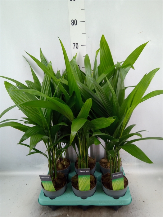 Areca catechu