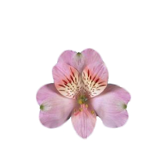 ALSTROEMERIA KITTY 080 CM