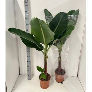 MUSA DWARF CAVENDISH