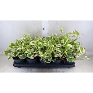 Epipremnum pinn. 'NJoy'