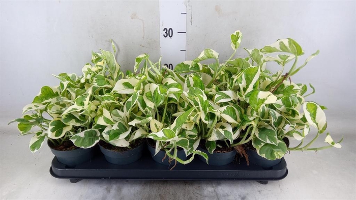 <h4>Epipremnum pinn. 'NJoy'</h4>