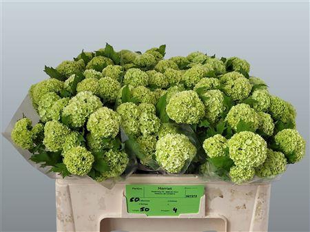 <h4>VIBURNUM ROSEUM ST</h4>