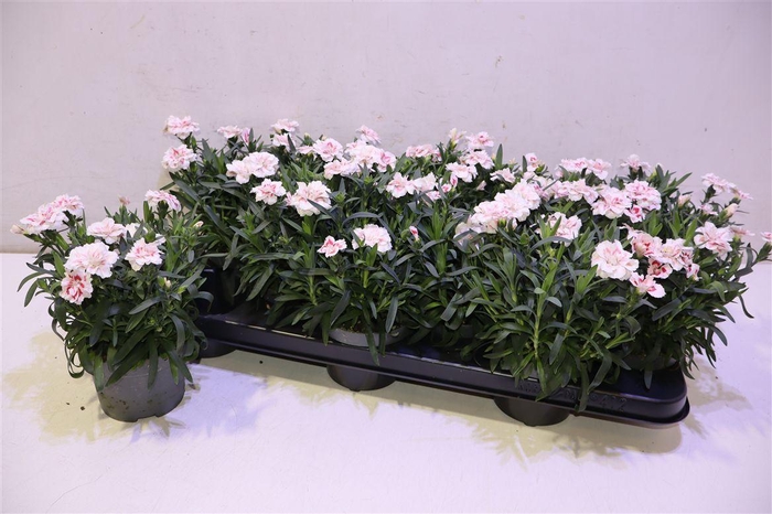 <h4>Dian Osc White Red</h4>