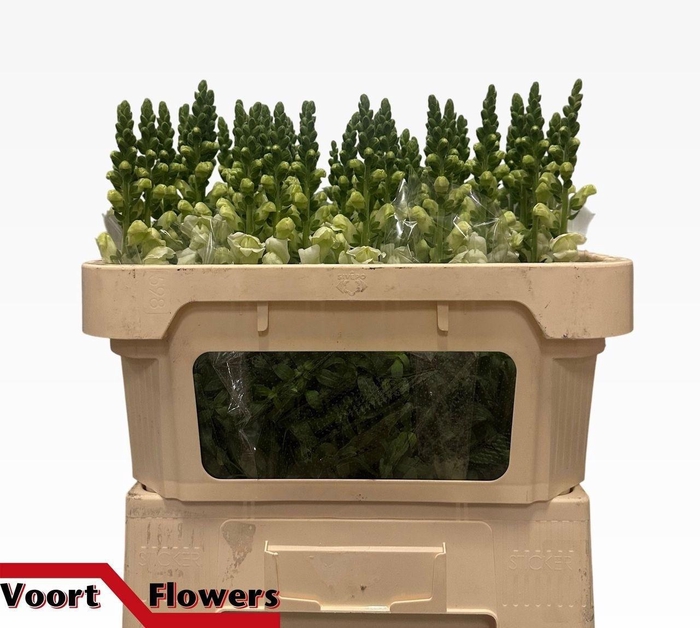 <h4>ANTIR NANTES WHITE</h4>