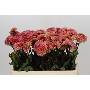 Dahlia Daisy Duke