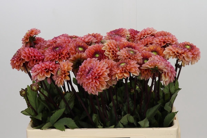 <h4>Dahlia Daisy Duke</h4>