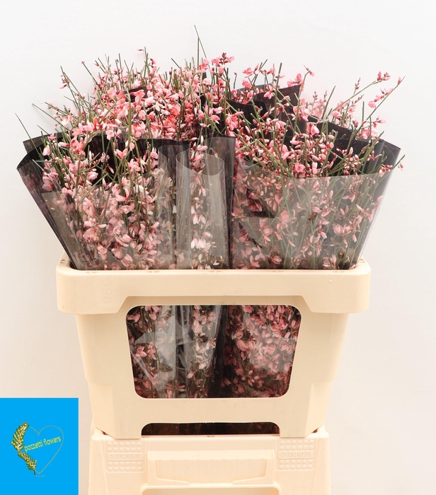 <h4>GENISTA KLB BS H%</h4>