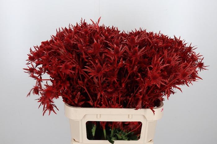 <h4>Eryn Orion Kl Bh Rood</h4>