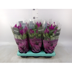 Celosia spic. 'Deep Purple'