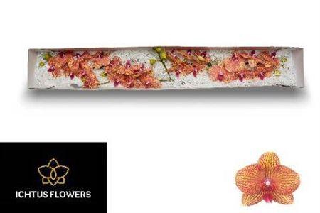 <h4>Phal Kv Beauty</h4>