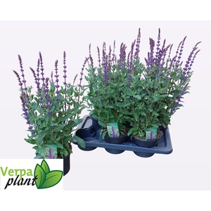 SALVIA NEMOROSA