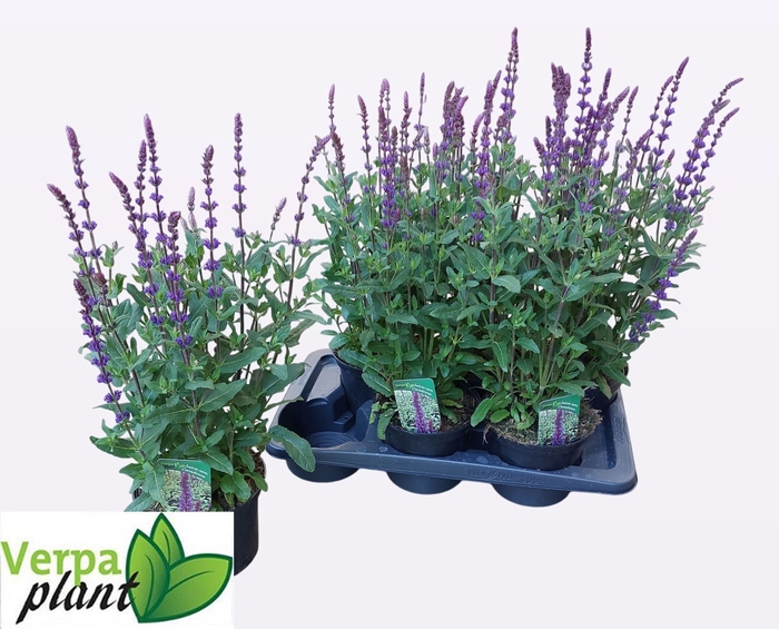 <h4>SALVIA NEMOROSA</h4>