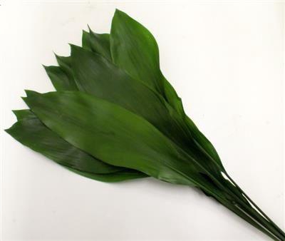 <h4>ASPIDISTRABLAD 60 CM X 50 P.PAK</h4>