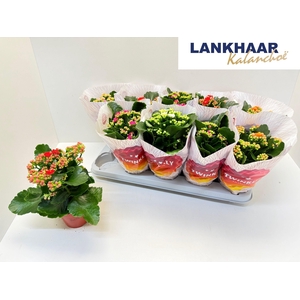 KAL GE PERF GEM 5 KL