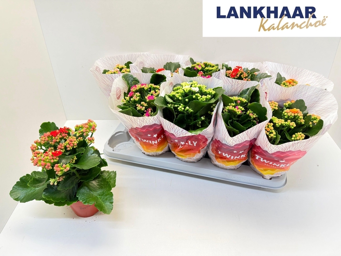 <h4>KAL GE PERF GEM 5 KL</h4>