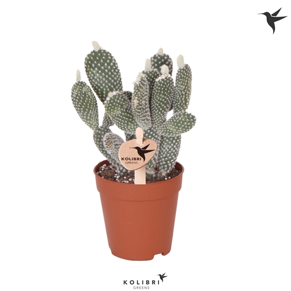 <h4>Kolibri Greens Opuntia white</h4>