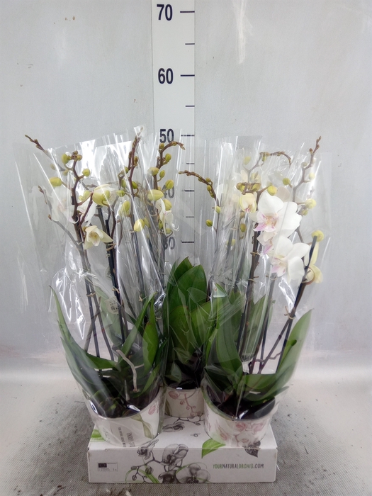 <h4>Phalaenopsis   ...white</h4>