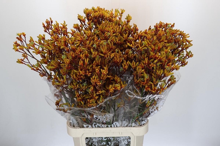 Kangaroo Paw Gold Fever