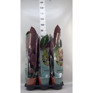 Calathea warscewiczii